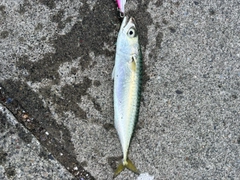 サバの釣果