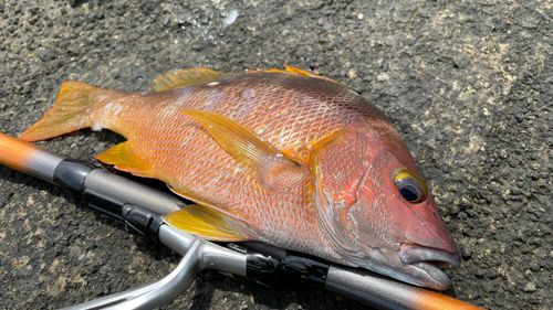 シブダイの釣果