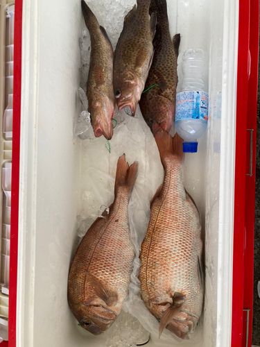 タイの釣果