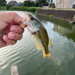 ブラックバス