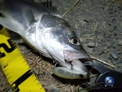 シーバスの釣果