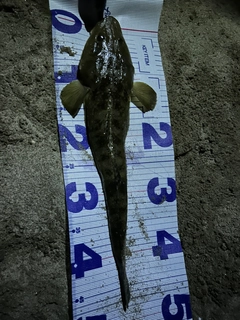 マゴチの釣果