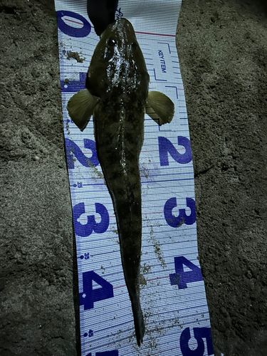 マゴチの釣果