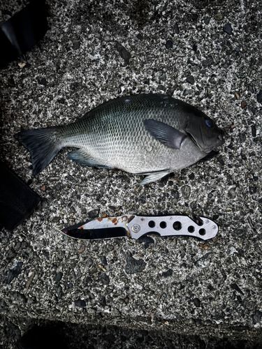クチブトグレの釣果