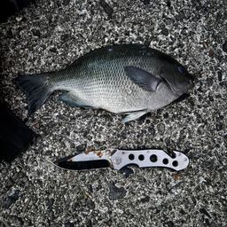 クチブトグレ