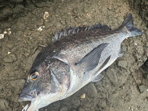 チヌの釣果