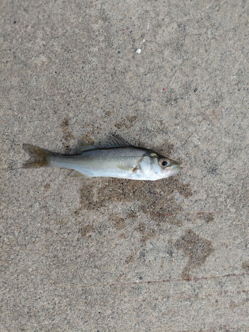 セイゴ（マルスズキ）