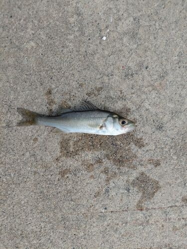 セイゴ（マルスズキ）の釣果