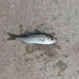 セイゴ（マルスズキ）