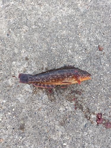 アイナメの釣果