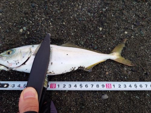 ワカシの釣果