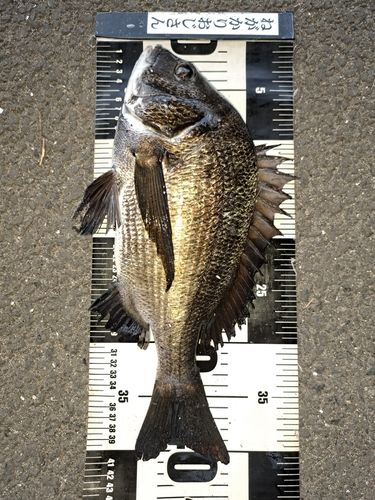 クロダイの釣果