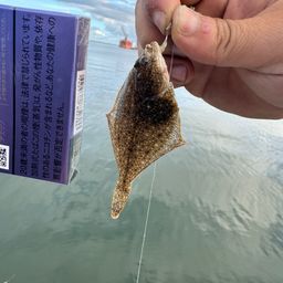 カレイ