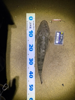 マゴチの釣果