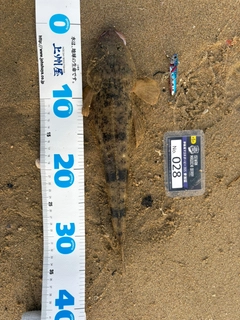 マゴチの釣果
