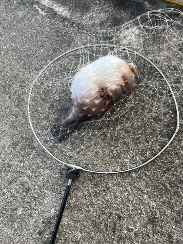 イシガキフグの釣果