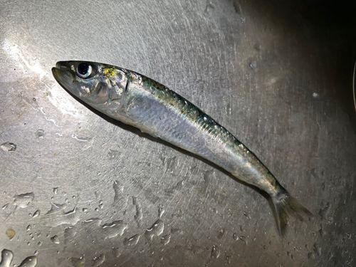 イワシの釣果