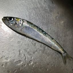 イワシ