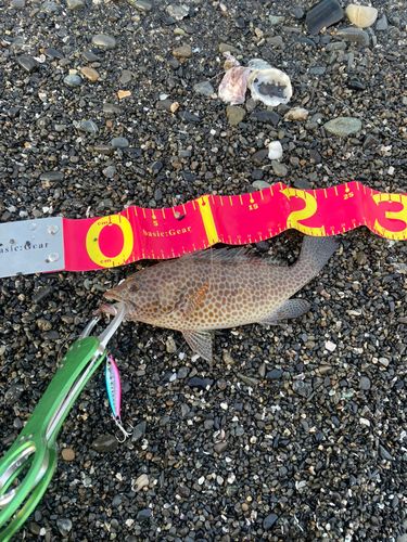 オオモンハタの釣果