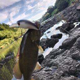 スモールマウスバス