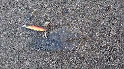 ソゲの釣果
