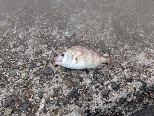 チャリコの釣果