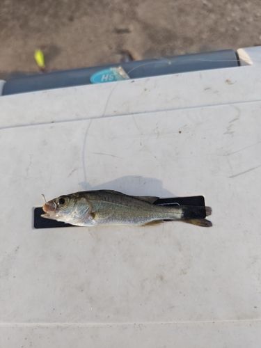 セイゴ（マルスズキ）の釣果