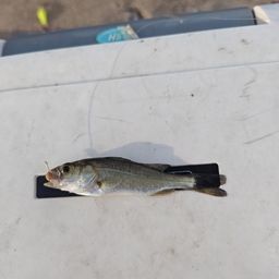 セイゴ（マルスズキ）