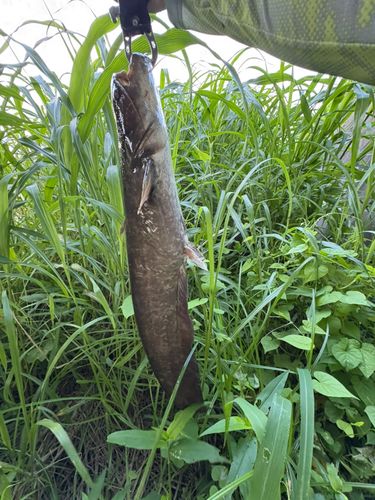 ナマズの釣果