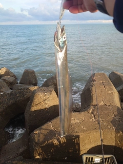 タチウオの釣果