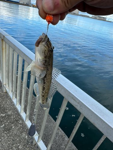 ハゼの釣果