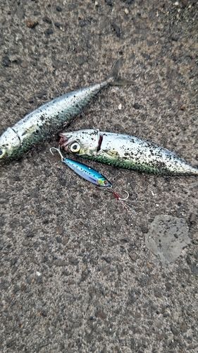 サバの釣果