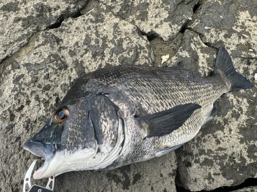 チヌの釣果