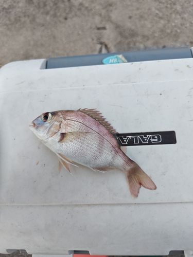 チャリコの釣果