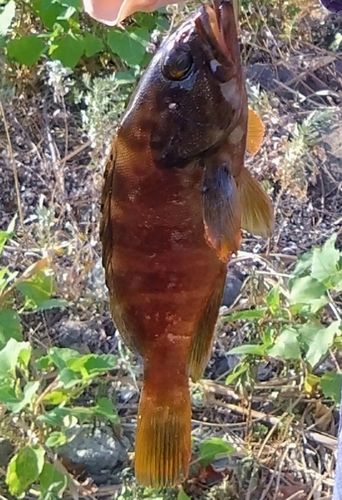 アカハタの釣果