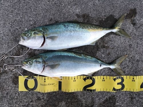 フクラギの釣果
