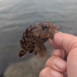 カサゴ