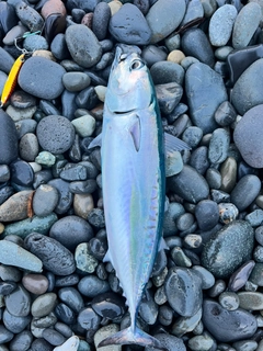 マルソウダの釣果