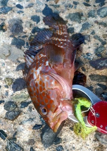 キジハタの釣果