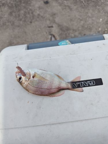 チャリコの釣果