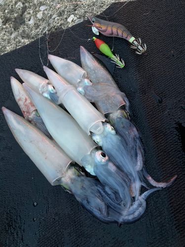 ケンサキイカの釣果