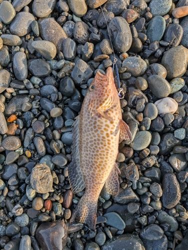 オオモンハタの釣果