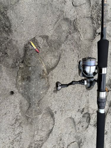 ソゲの釣果