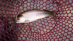 ニジマスの釣果