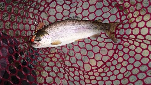 ニジマスの釣果