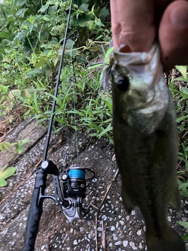 ブラックバスの釣果