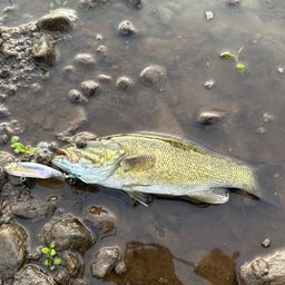 スモールマウスバス