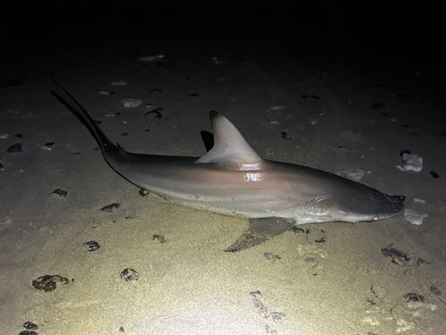 サメの釣果