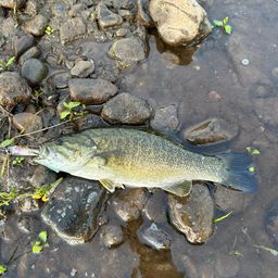 スモールマウスバス