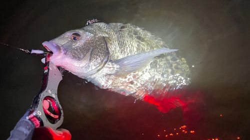 チヌの釣果